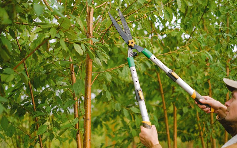 Tree trimming in Pocasset, OK
