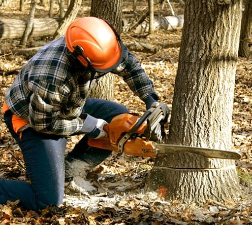Tree Removal in Pocasset, OK